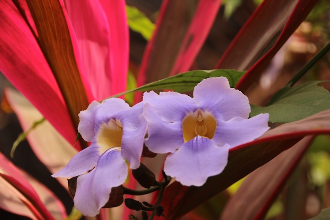 Barra de Navidad Flowers